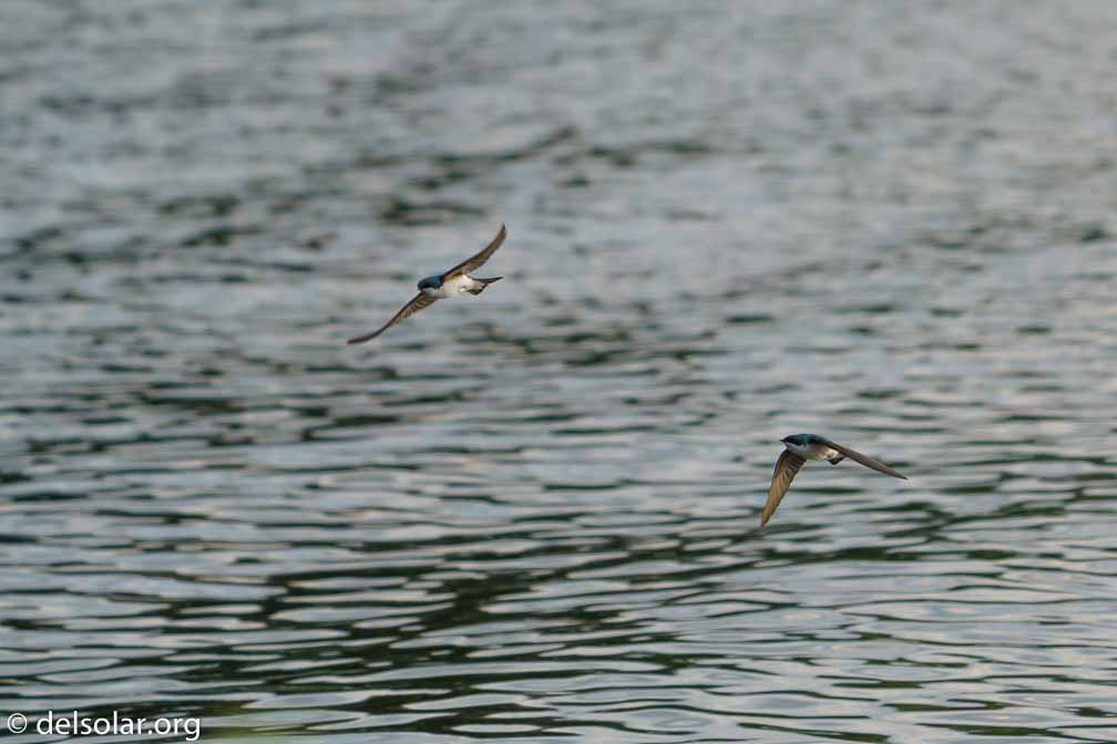 ILCE-7M3  --  FE 200-600mm F5.6-6.3 G OSS -- 1/1000 sec at f / 5.6 -- ISO 500 -- 0 EV -- 