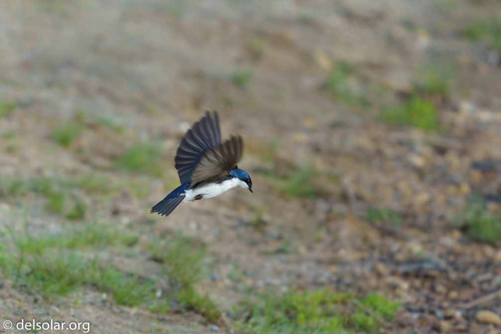 ILCE-7M3  --  FE 200-600mm F5.6-6.3 G OSS -- 1/1000 sec at f / 6.3 -- ISO 1250 -- 0 EV -- 