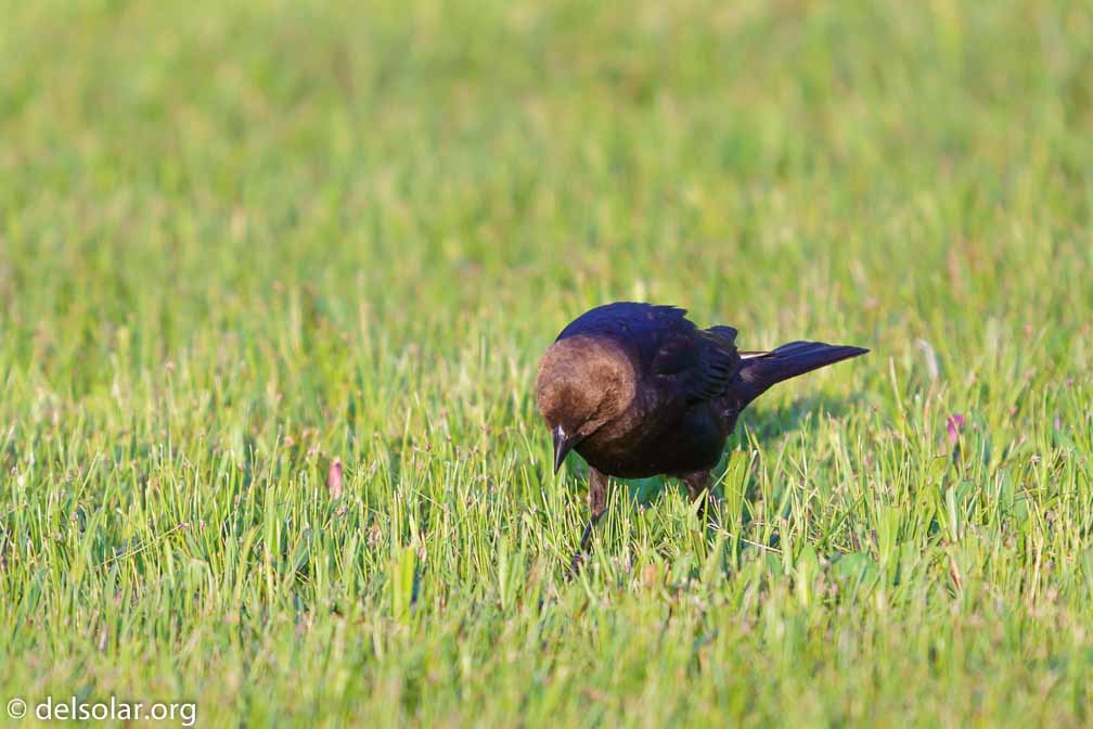 ILCE-7M3  --  FE 200-600mm F5.6-6.3 G OSS -- 1/1000 sec at f / 6.3 -- ISO 800 -- 0 EV -- 