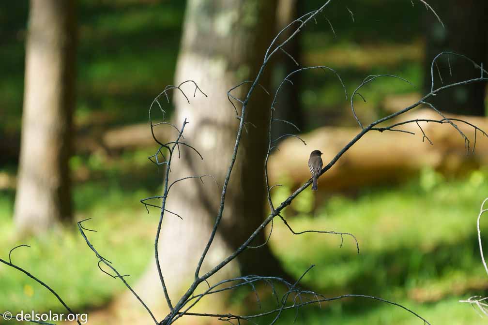 ILCE-7M3  --  FE 200-600mm F5.6-6.3 G OSS -- 1/1000 sec at f / 6.3 -- ISO 1600 -- 0 EV -- 