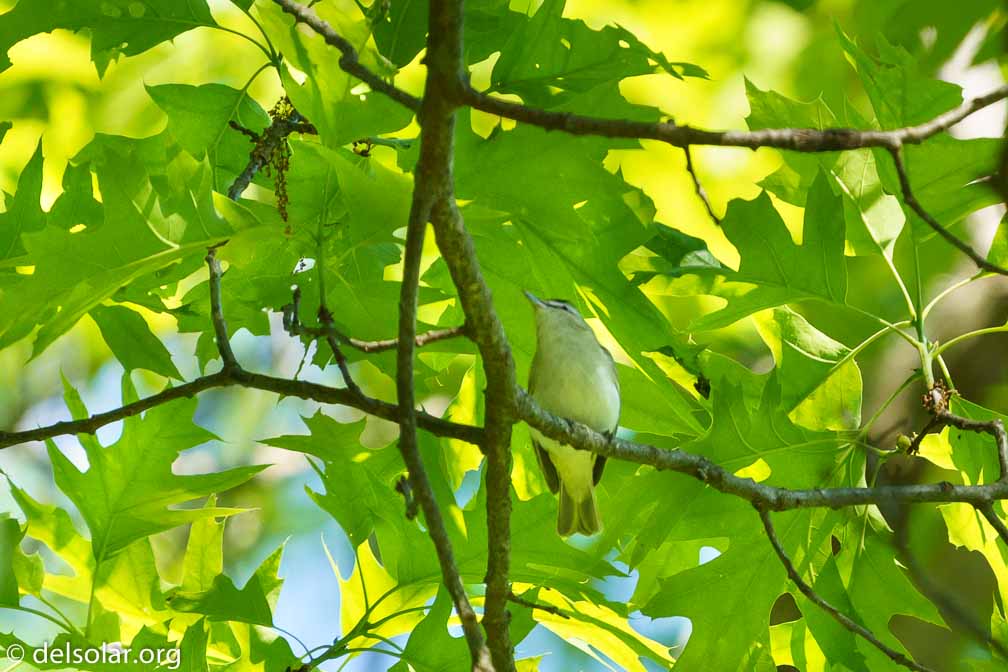 ILCE-7M3  --  FE 200-600mm F5.6-6.3 G OSS -- 1/1000 sec at f / 6.3 -- ISO 1600 -- 0 EV -- 