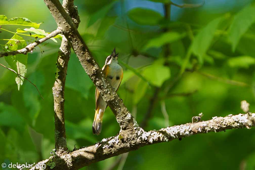 ILCE-7M3  --  FE 200-600mm F5.6-6.3 G OSS -- 1/1000 sec at f / 6.3 -- ISO 2500 -- 7/10 EV -- 