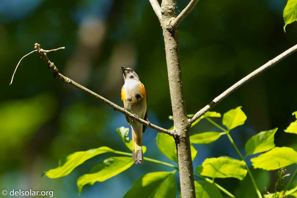 ILCE-7M3  --  FE 200-600mm F5.6-6.3 G OSS -- 1/1000 sec at f / 6.3 -- ISO 1250 -- 0 EV -- 