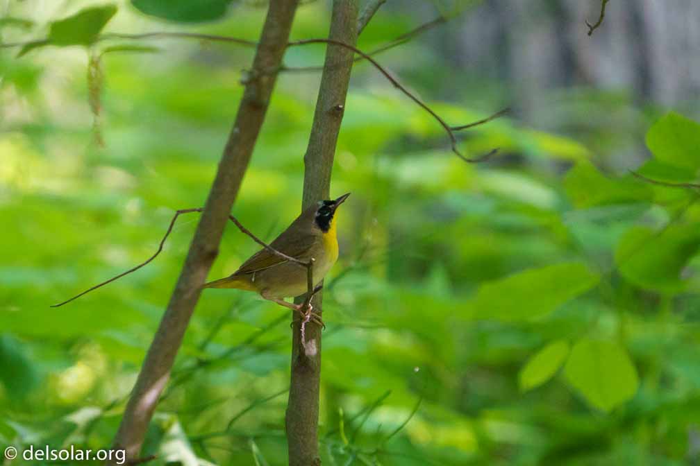 ILCE-7M3  --  FE 200-600mm F5.6-6.3 G OSS -- 1/500 sec at f / 6.3 -- ISO 6400 -- 0 EV -- 