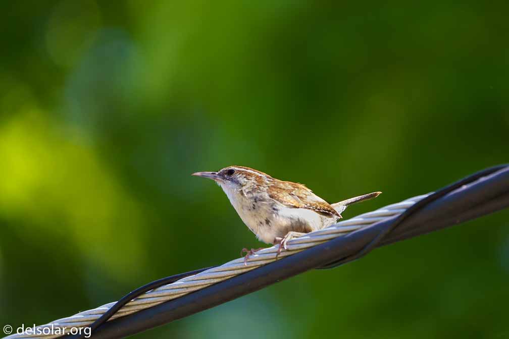 ILCE-7M3  --  FE 200-600mm F5.6-6.3 G OSS -- 1/1000 sec at f / 6.3 -- ISO 3200 -- 0 EV -- 