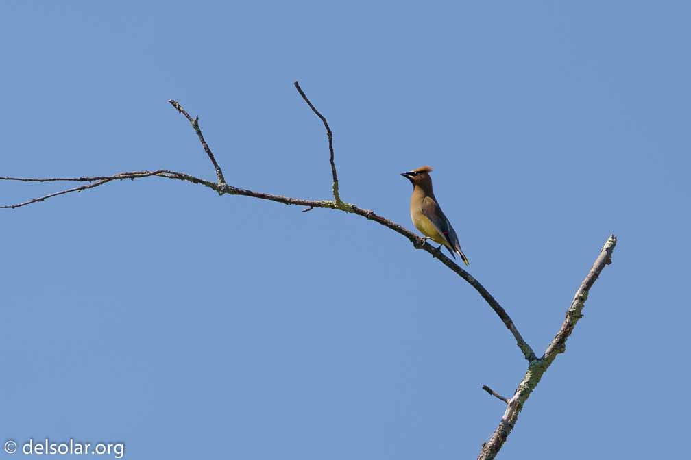 ILCE-7M3  --  FE 200-600mm F5.6-6.3 G OSS -- 1/1000 sec at f / 6.3 -- ISO 125 -- 0 EV -- 