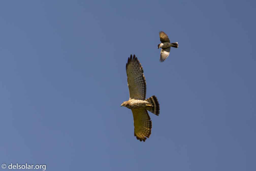 ILCE-7M3  --  FE 200-600mm F5.6-6.3 G OSS -- 1/1000 sec at f / 6.3 -- ISO 200 -- 0 EV -- 