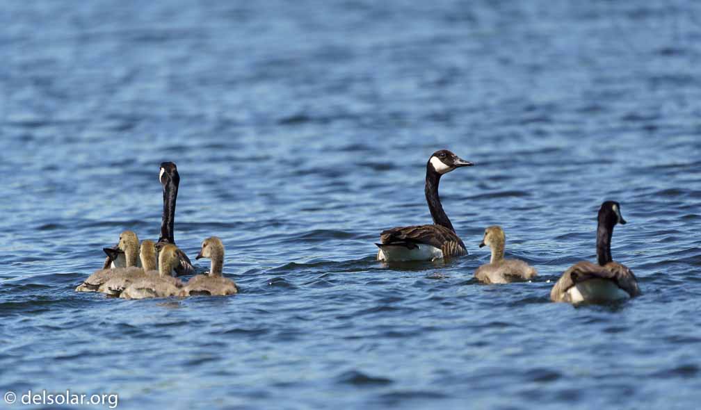 ILCE-7M3  --  FE 200-600mm F5.6-6.3 G OSS -- 1/1000 sec at f / 6.3 -- ISO 250 -- 0 EV -- 