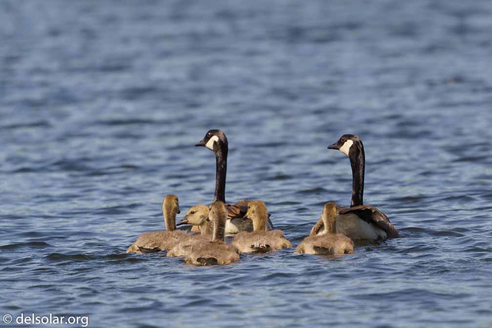 ILCE-7M3  --  FE 200-600mm F5.6-6.3 G OSS -- 1/1000 sec at f / 6.3 -- ISO 250 -- 0 EV -- 