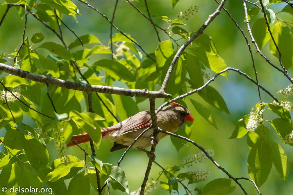 ILCE-7M3  --  FE 200-600mm F5.6-6.3 G OSS -- 1/1000 sec at f / 6.3 -- ISO 500 -- 0 EV -- 