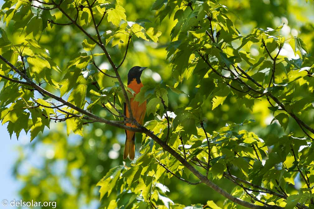 ILCE-7M3  --  FE 200-600mm F5.6-6.3 G OSS -- 1/1000 sec at f / 6.3 -- ISO 400 -- 0 EV -- 