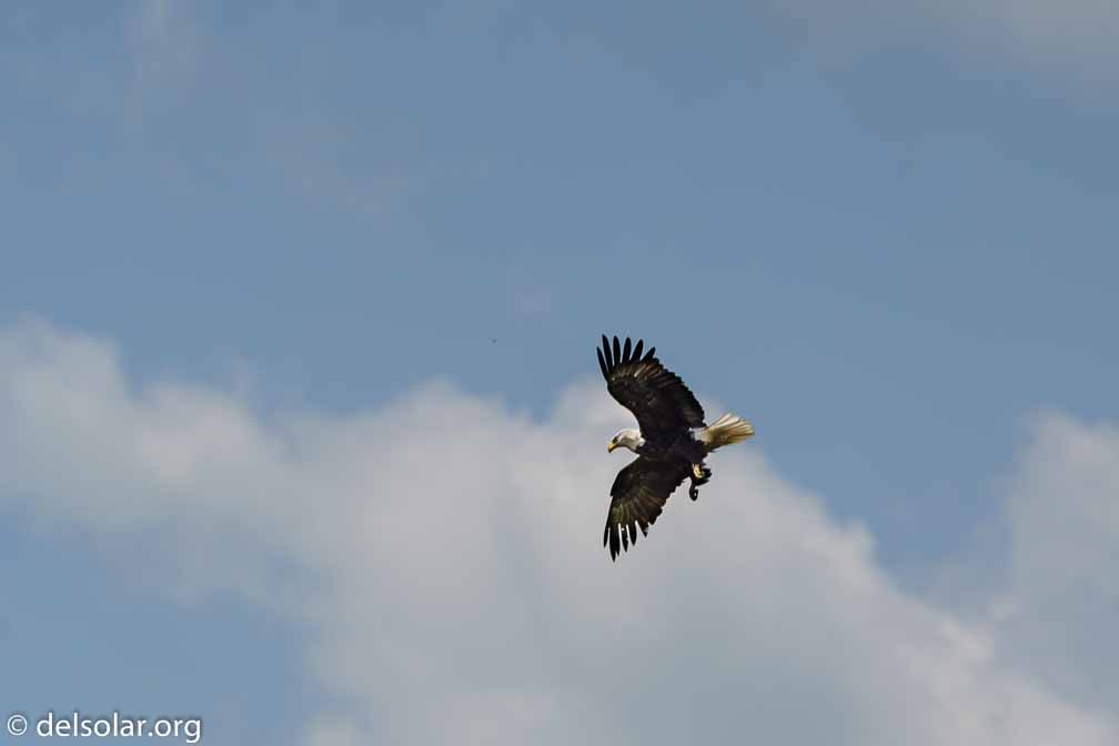 ILCE-7M3  --  FE 200-600mm F5.6-6.3 G OSS -- 1/1000 sec at f / 6.3 -- ISO 100 -- 0 EV -- 