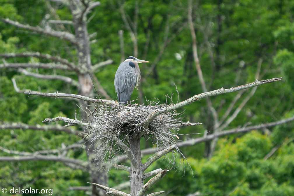 ILCE-6500  --  FE 200-600mm F5.6-6.3 G OSS -- 1/1000 sec at f / 6.3 -- ISO 1250 -- 0 EV -- 