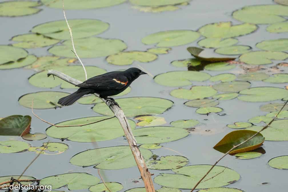 ILCE-6500  --  FE 200-600mm F5.6-6.3 G OSS -- 1/1000 sec at f / 6.3 -- ISO 1000 -- 0 EV -- 