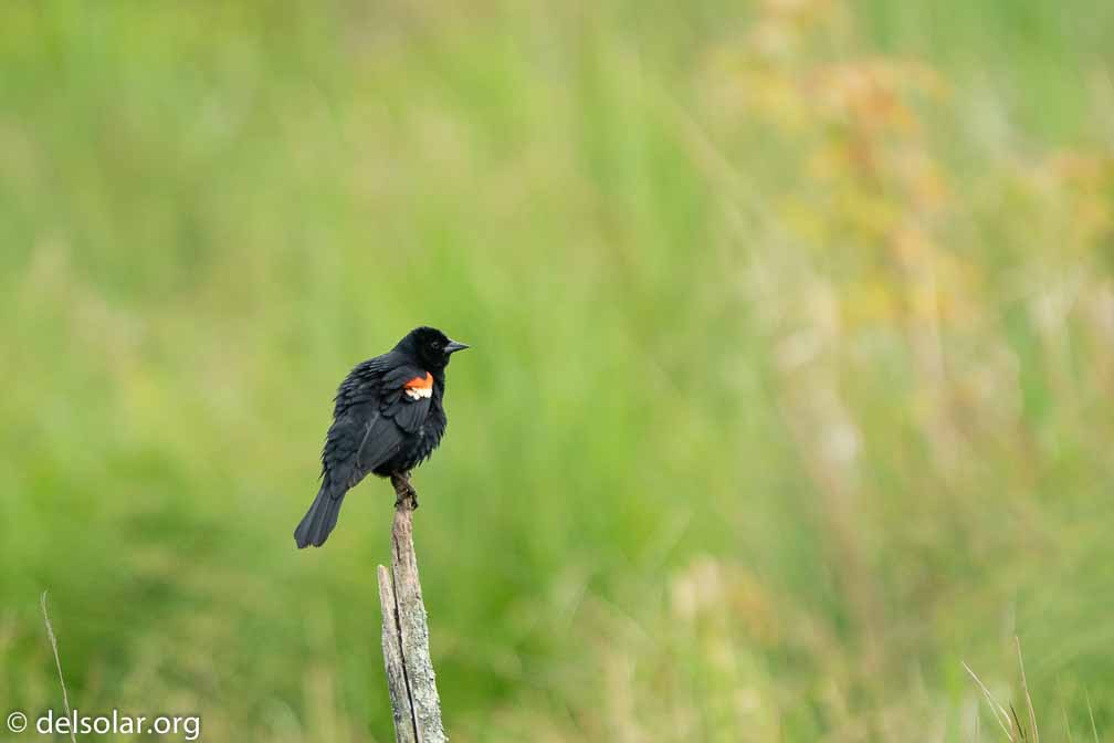 ILCE-6500  --  FE 200-600mm F5.6-6.3 G OSS -- 1/1000 sec at f / 6.3 -- ISO 800 -- 0 EV -- 