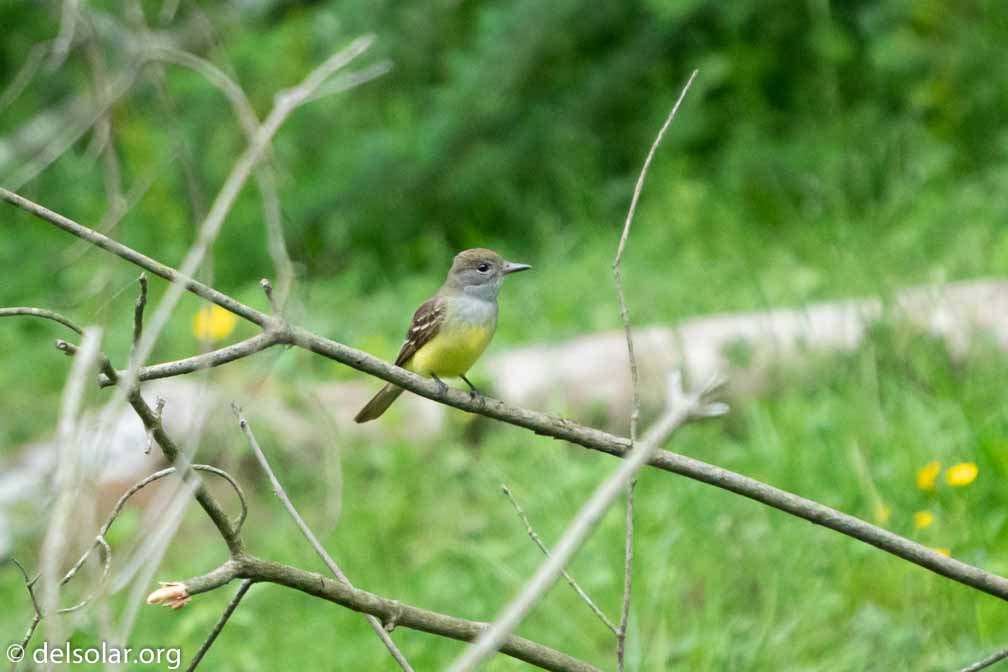 ILCE-6500  --  FE 200-600mm F5.6-6.3 G OSS -- 1/1000 sec at f / 6.3 -- ISO 3200 -- 0 EV -- 