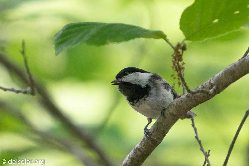 ILCE-6500  --  FE 200-600mm F5.6-6.3 G OSS -- 1/200 sec at f / 6.3 -- ISO 3200 -- 0 EV -- 