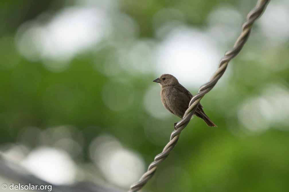 ILCE-6500  --  FE 200-600mm F5.6-6.3 G OSS -- 1/800 sec at f / 6.3 -- ISO 3200 -- 0 EV -- 