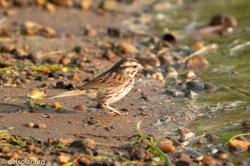 ILCE-6500  --  FE 200-600mm F5.6-6.3 G OSS -- 1/1000 sec at f / 6.3 -- ISO 1250 -- 0 EV -- 