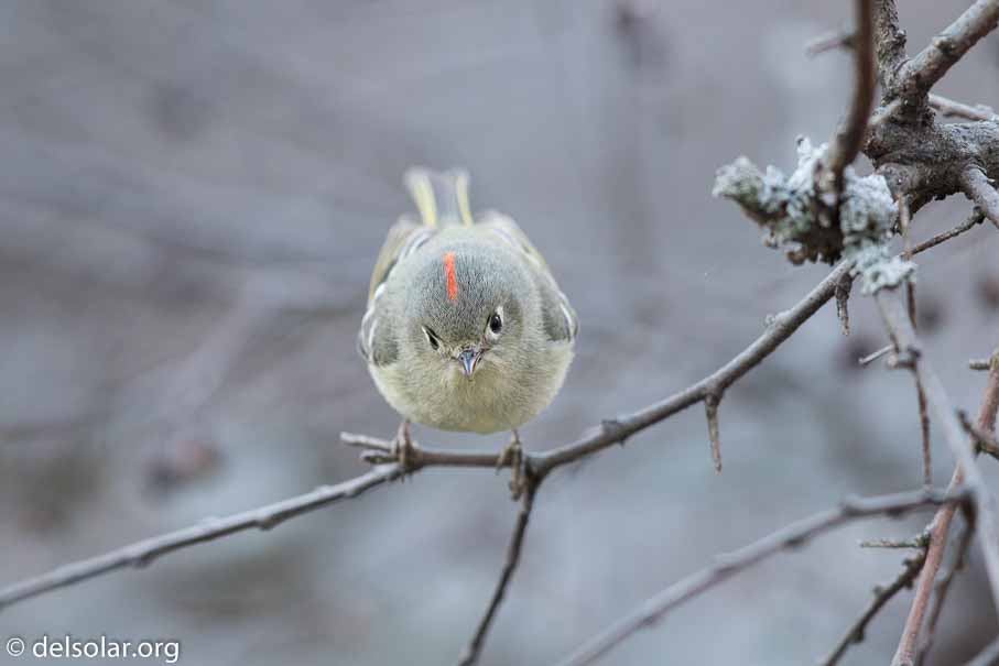 Canon EOS 7D Mark II  --  600 mm  --  EF600mm f/4L IS II USM  