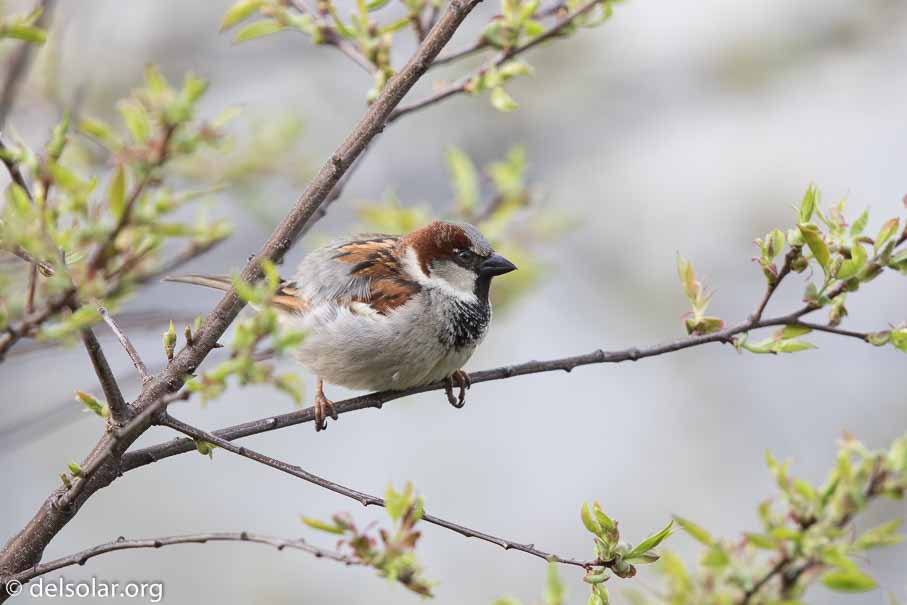 Canon EOS 7D Mark II  --  600 mm  --  EF600mm f/4L IS II USM  