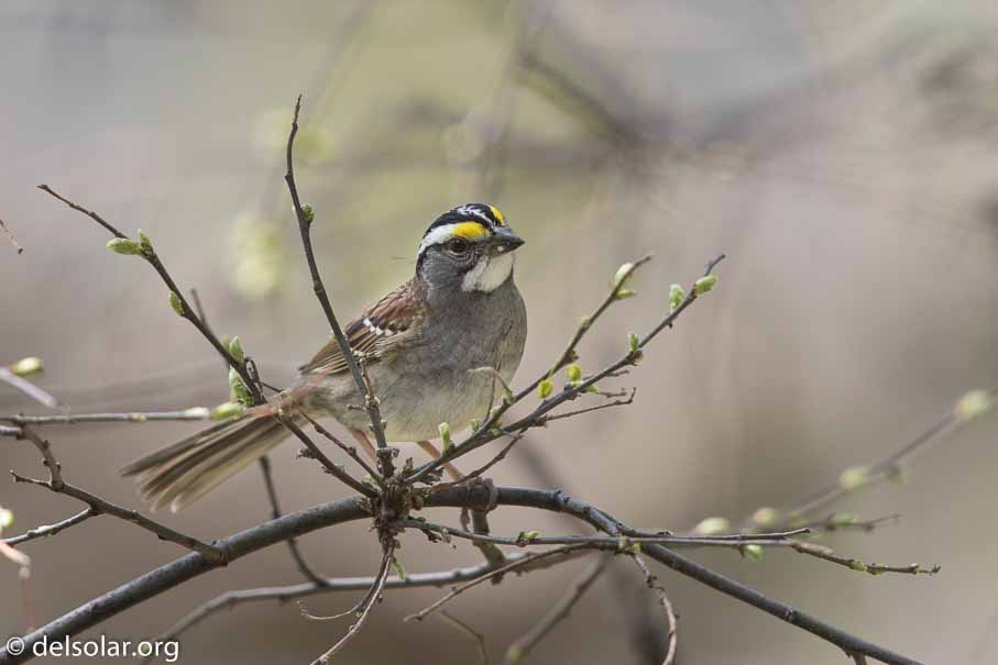 Canon EOS 7D Mark II  --  600 mm  --  EF600mm f/4L IS II USM  