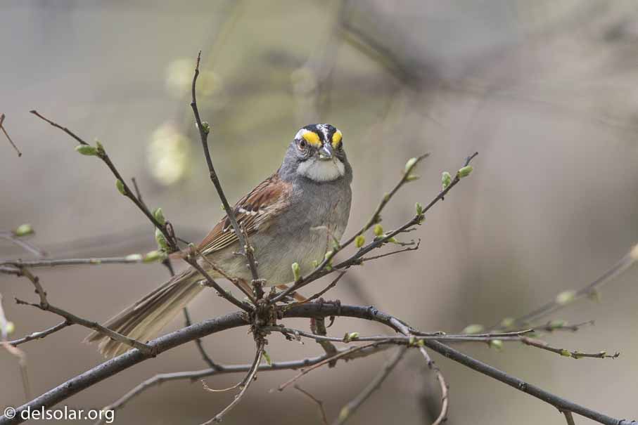 Canon EOS 7D Mark II  --  600 mm  --  EF600mm f/4L IS II USM  