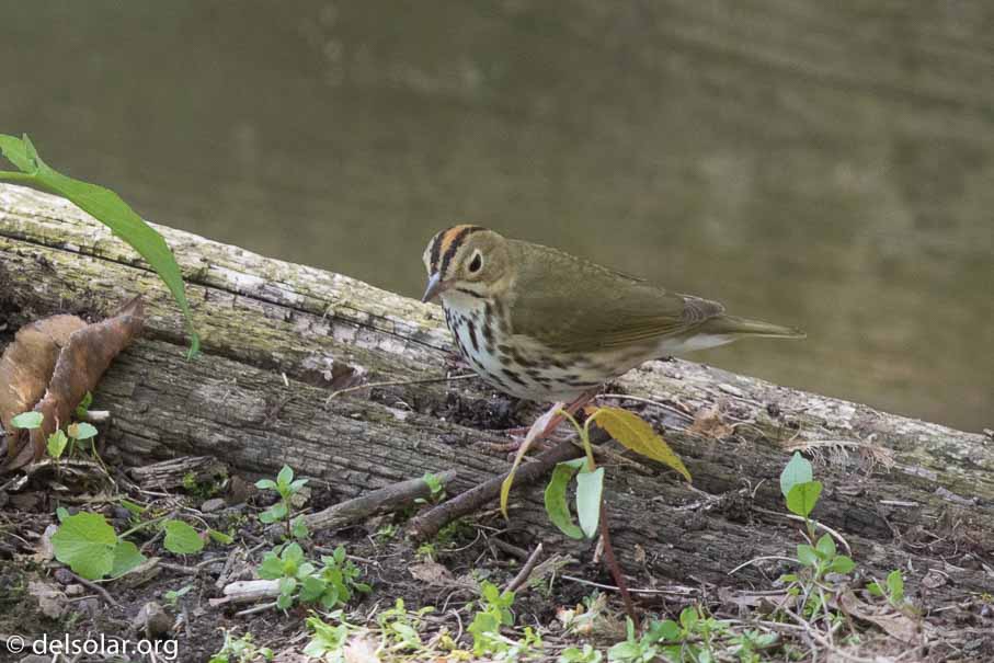 Canon EOS 7D Mark II  --  600 mm  --  EF600mm f/4L IS II USM  