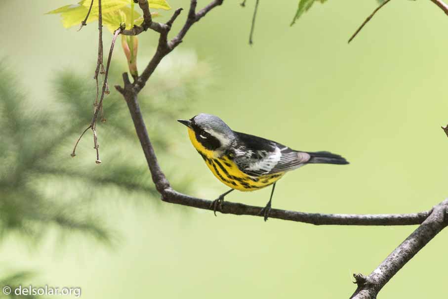 Canon EOS 7D Mark II  --  600 mm  --  EF600mm f/4L IS II USM  