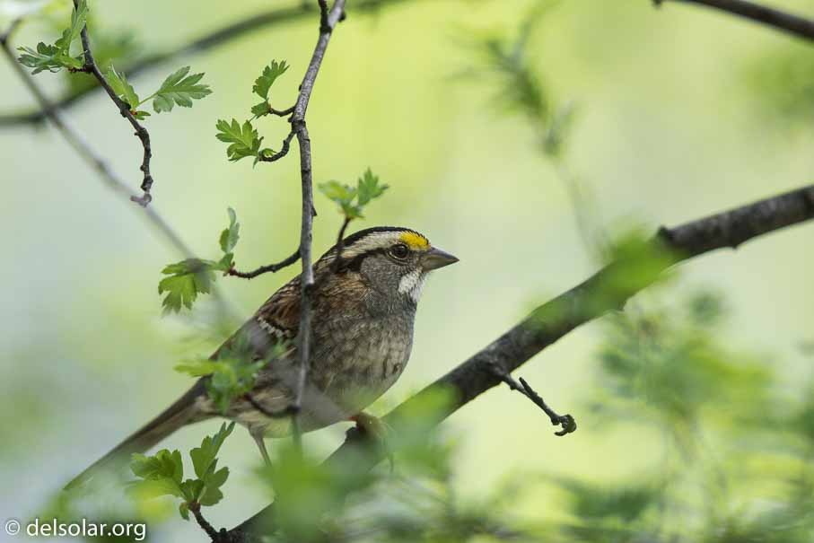 Canon EOS 7D Mark II  --  600 mm  --  EF600mm f/4L IS II USM  