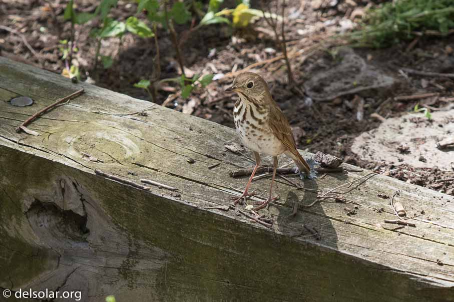 Canon EOS 7D Mark II  --  600 mm  --  EF600mm f/4L IS II USM  