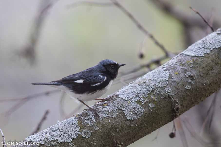 Canon EOS 7D Mark II  --  600 mm  --  EF600mm f/4L IS II USM  