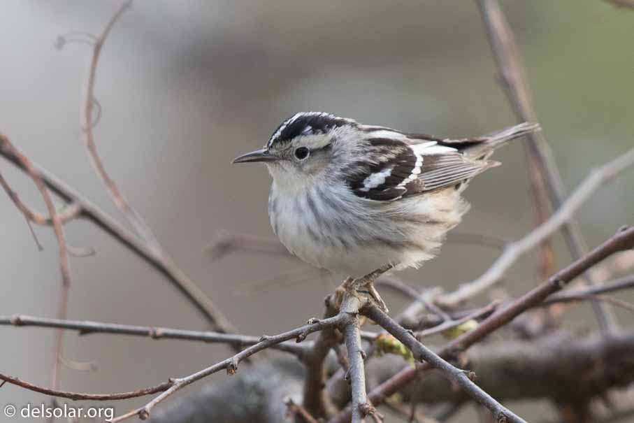 Canon EOS 7D Mark II  --  600 mm  --  EF600mm f/4L IS II USM  