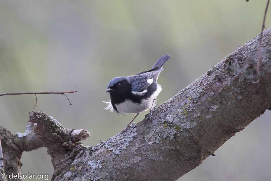 Canon EOS 7D Mark II  --  600 mm  --  EF600mm f/4L IS II USM  