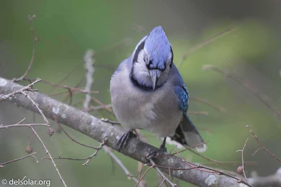 Canon EOS 7D Mark II  --  600 mm  --  EF600mm f/4L IS II USM  