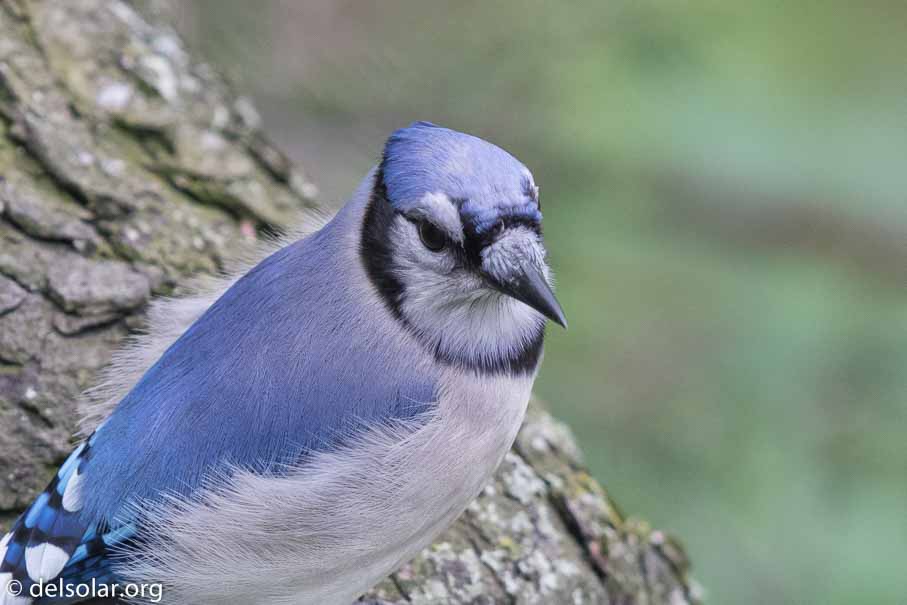 Canon EOS 7D Mark II  --  600 mm  --  EF600mm f/4L IS II USM  