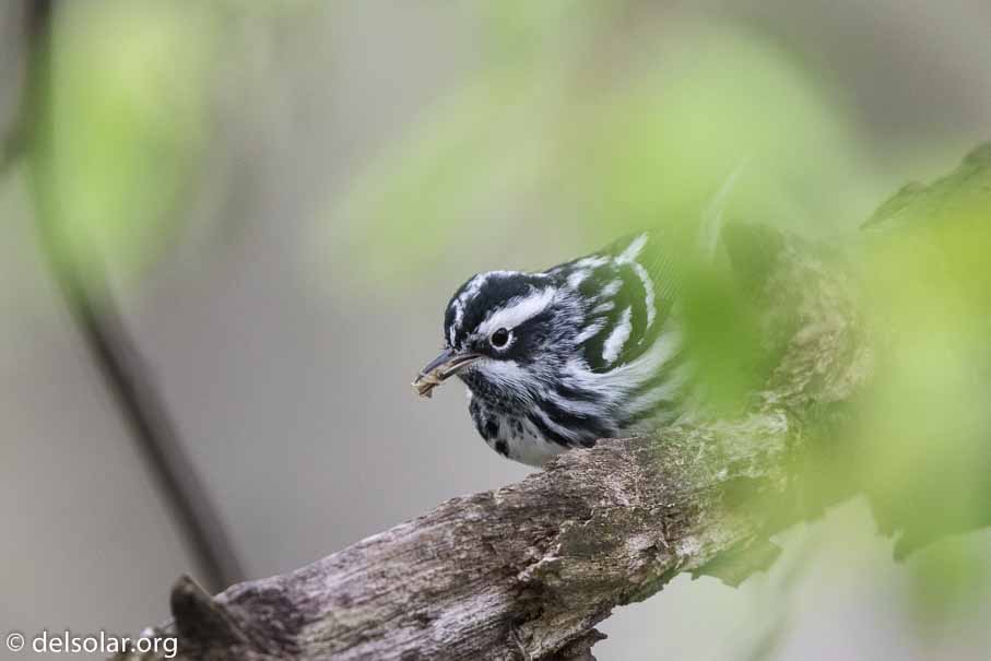 Canon EOS 7D Mark II  --  600 mm  --  EF600mm f/4L IS II USM  