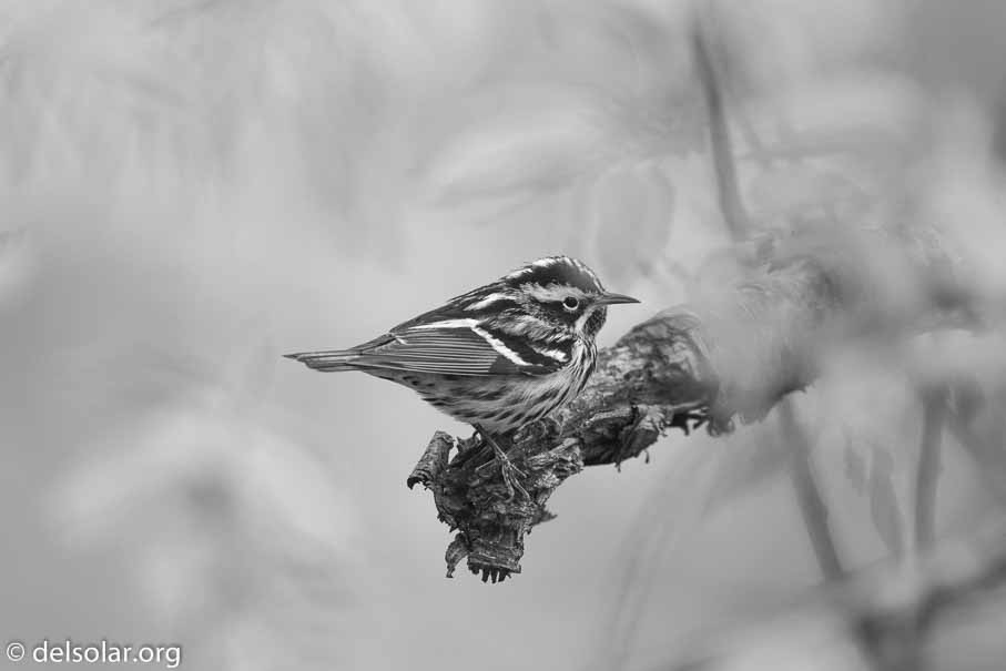 Canon EOS 7D Mark II  --  600 mm  --  EF600mm f/4L IS II USM  