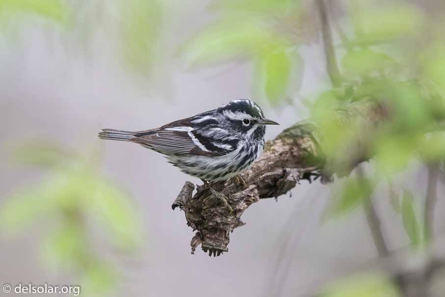 Canon EOS 7D Mark II  --  600 mm  --  EF600mm f/4L IS II USM  