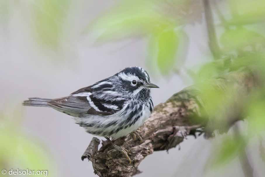 Canon EOS 7D Mark II  --  600 mm  --  EF600mm f/4L IS II USM  