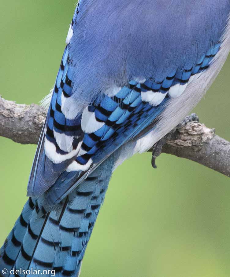 Canon EOS 7D Mark II  --  600 mm  --  EF600mm f/4L IS II USM  