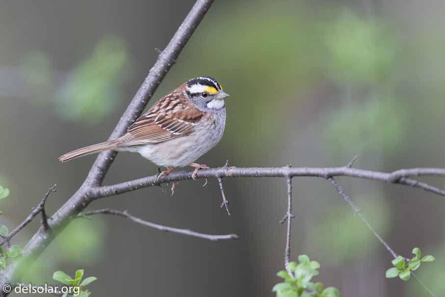 Canon EOS 7D Mark II  --  600 mm  --  EF600mm f/4L IS II USM  