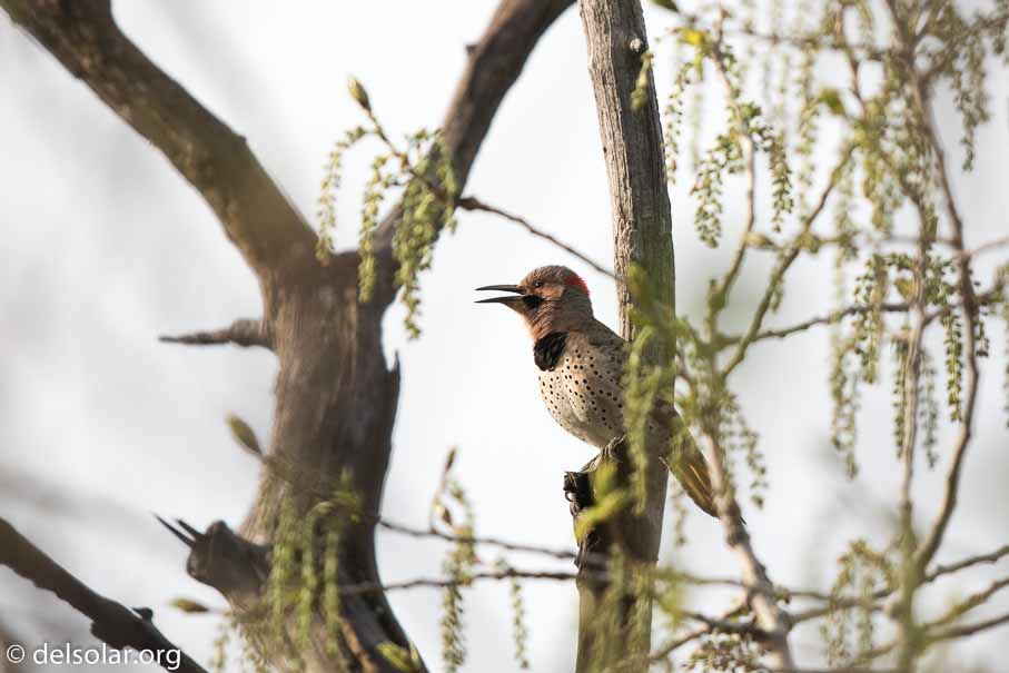 Canon EOS 7D Mark II  --  600 mm  --  EF600mm f/4L IS II USM  