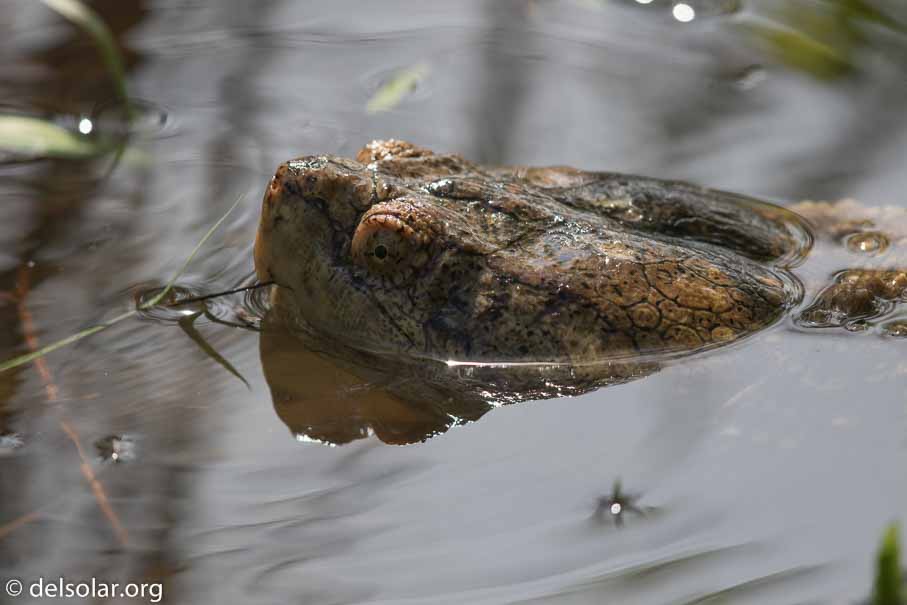 Canon EOS 7D Mark II  --  600 mm  --  EF600mm f/4L IS II USM  