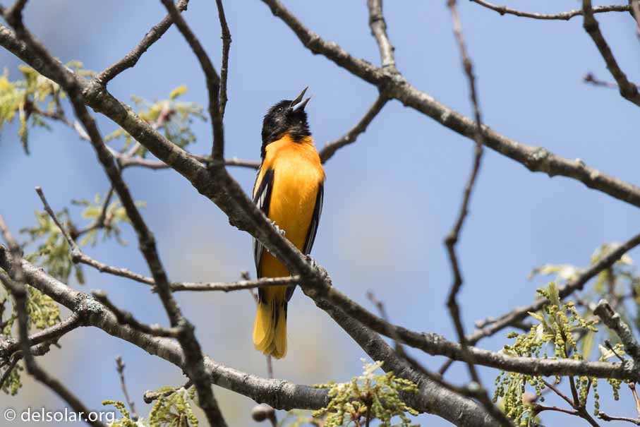 Canon EOS 7D Mark II  --  600 mm  --  EF600mm f/4L IS II USM  