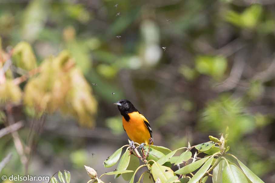 Canon EOS 7D Mark II  --  600 mm  --  EF600mm f/4L IS II USM  