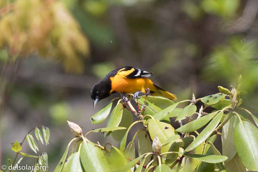 Canon EOS 7D Mark II  --  600 mm  --  EF600mm f/4L IS II USM  