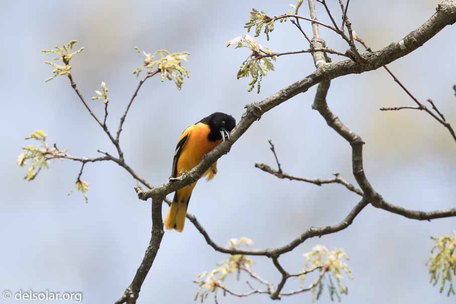 Canon EOS 7D Mark II  --  600 mm  --  EF600mm f/4L IS II USM  