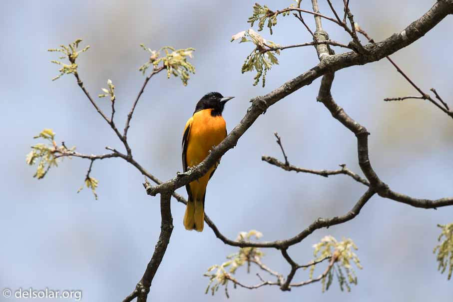 Canon EOS 7D Mark II  --  600 mm  --  EF600mm f/4L IS II USM  