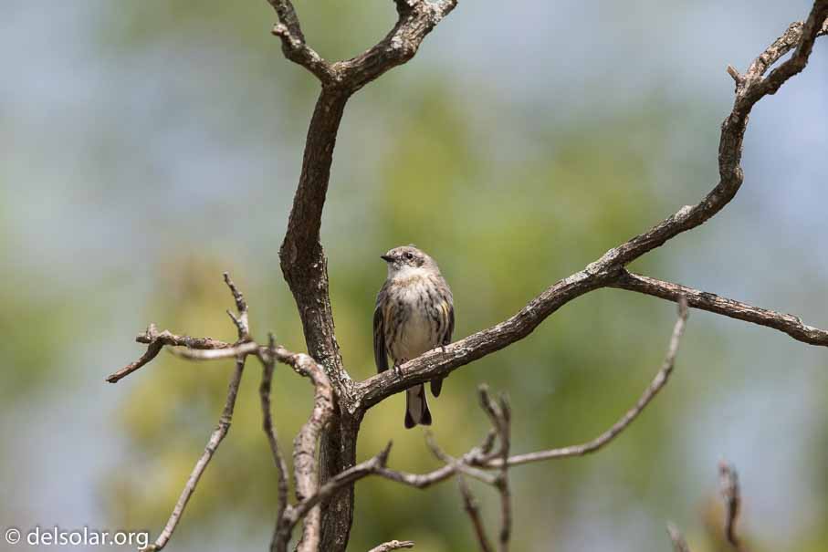 Canon EOS 7D Mark II  --  600 mm  --  EF600mm f/4L IS II USM  